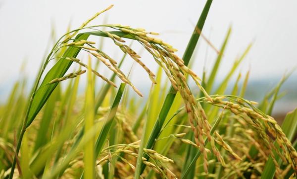 小麦病虫害防治要实现农药减量增效