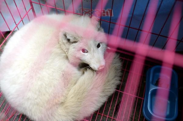 涪陵一个人的动物园 | 见到有人来，非洲狮惊恐得像个孩子