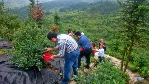 抓紧去渝北区茨竹镇采摘高山蓝莓 时间只有一
