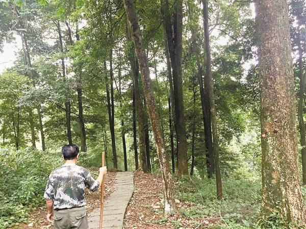 重庆发现全国面积最大金丝楠木天然林