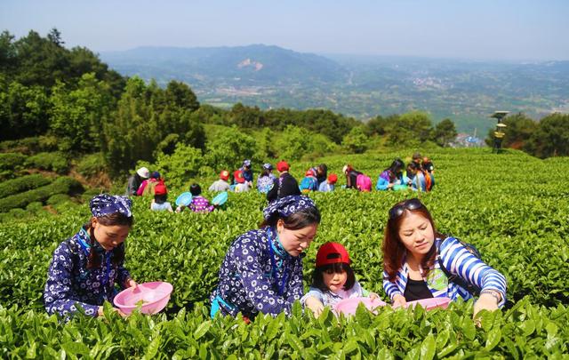 茶山竹海第四届采茶节正式启动 好玩还能赢大奖