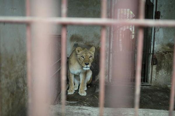涪陵一个人的动物园 | 见到有人来，非洲狮惊恐得像个孩子