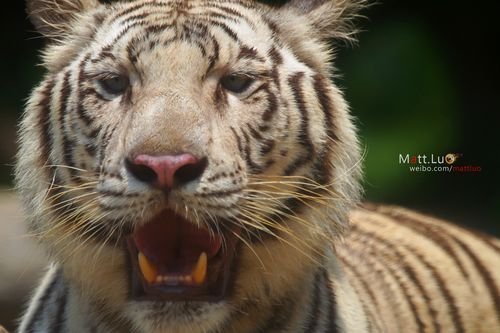 美女野兽约会 新单电索尼A35试用