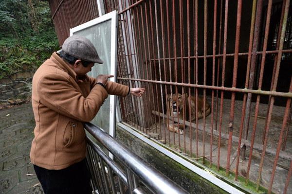 涪陵一动物园 见到有人来非洲狮惊恐得像孩子