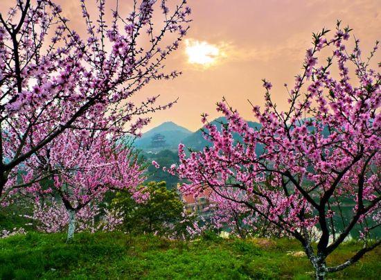 桃花源 "忽逢桃花林,夹岸数百步,中无杂树,芳草鲜美,落英缤纷……"