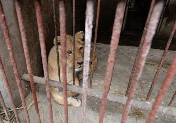 涪陵一个人的动物园 | 见到有人来，非洲狮惊恐得像个孩子