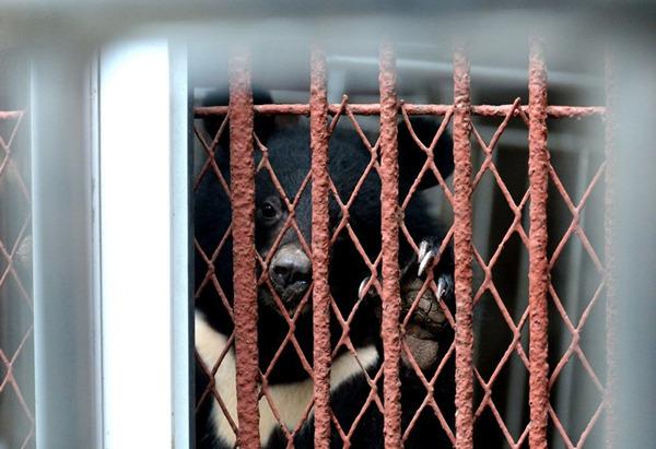 涪陵一个人的动物园 | 见到有人来，非洲狮惊恐得像个孩子