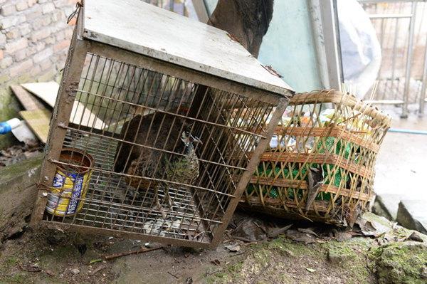 涪陵一个人的动物园 | 见到有人来，非洲狮惊恐得像个孩子