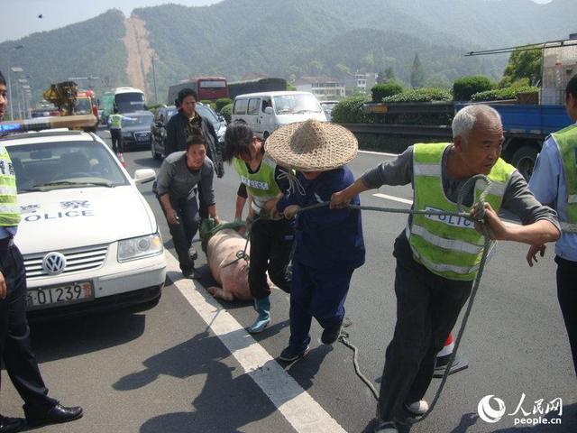 浙江台州20头猪在高速路奔跑 12头横尸路中央