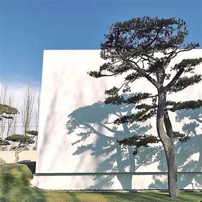 王中军的“松美术馆”，长着199棵松树