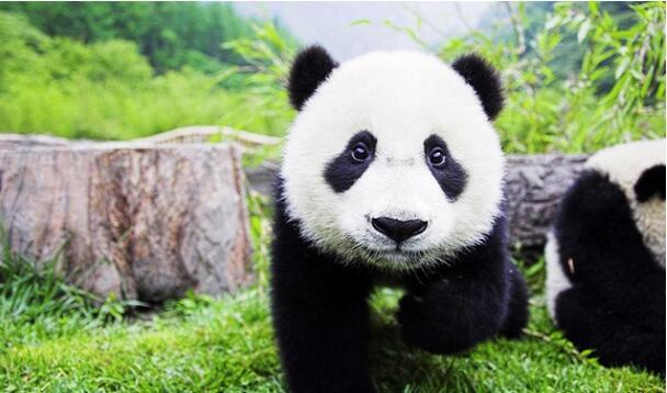 【大家】熊猫是如何成为国宝的?