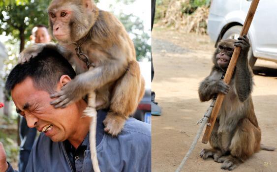 新野猴戏案二审改判无罪 传统绝活仍难“进城”