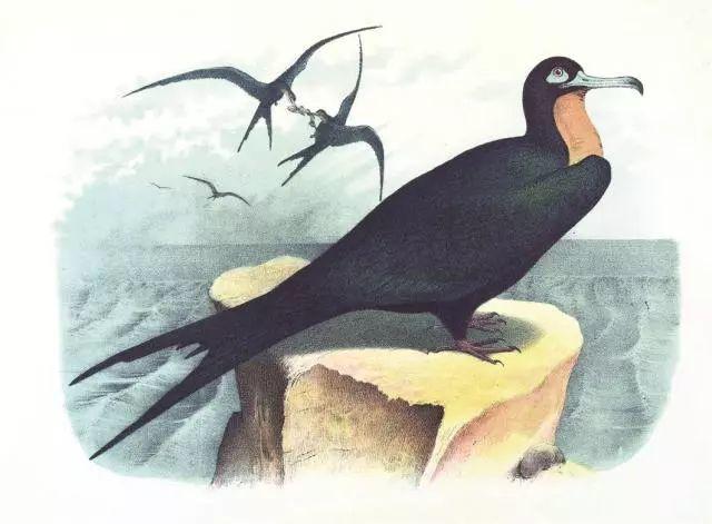 没有地图和罗盘的时代,人类如何在大海上航行