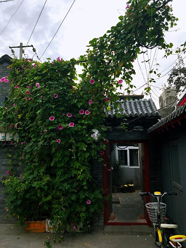 百花深处