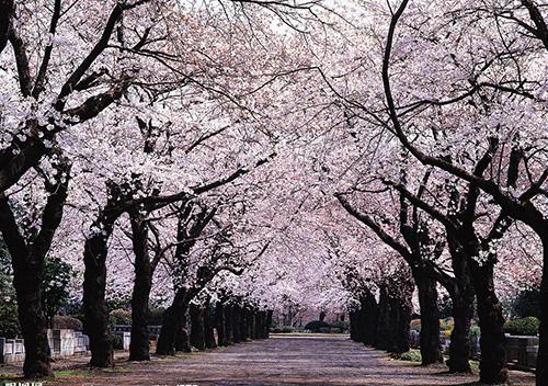 日本有棵以周恩来命名的樱花树