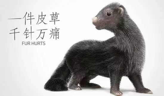 谈谈动物保护的立法技术和伦理基础