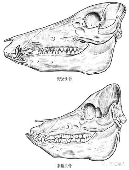 古代动物与人同行的历史