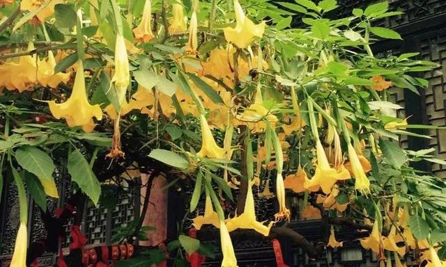 看来蒙汗药真有其事，那么这蒙汗药是什么？