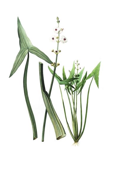 万物静默如谜,博物学的那些事