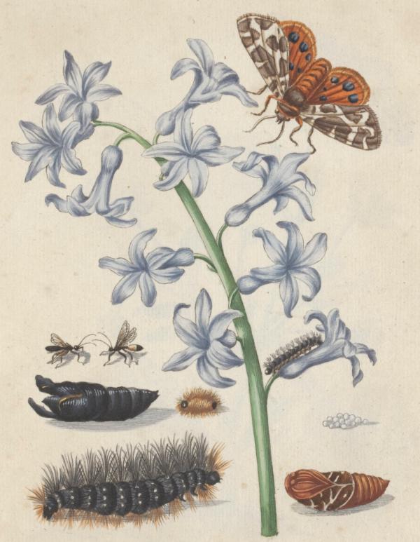 妇女节,看300多年前这位欧洲名媛