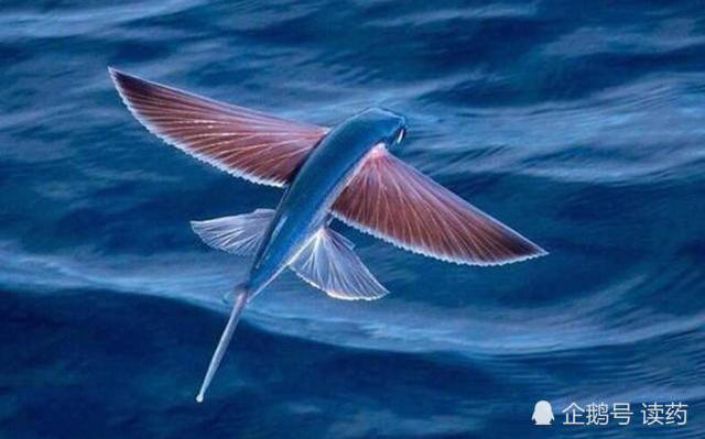 《山海经》会飞的鱼,能变成石头,在南海真实存