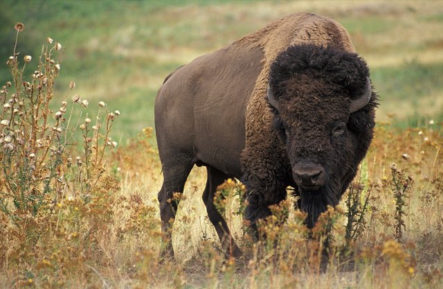 北美洲野牛（Bison bison），来源：“American Bison”, Wikipedia