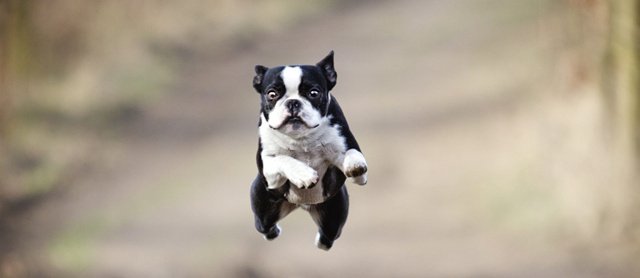 中國人為什麼吃狗肉