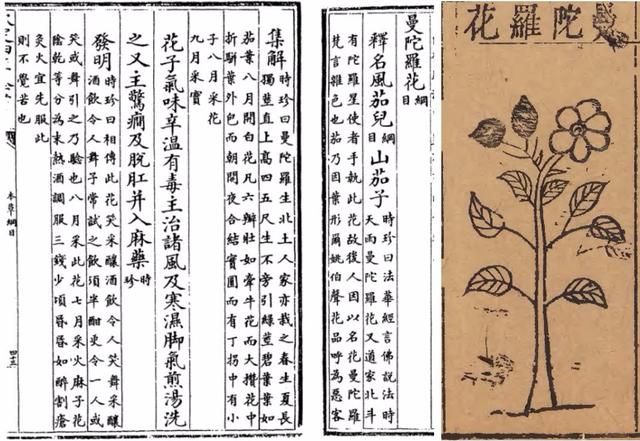 看来蒙汗药真有其事，那么这蒙汗药是什么？