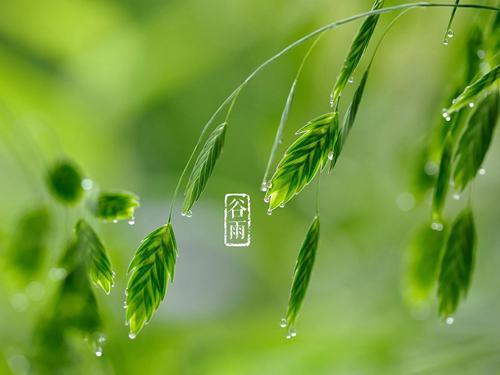 节气谷雨:杨花柳絮随风舞,雨生百谷夏将至