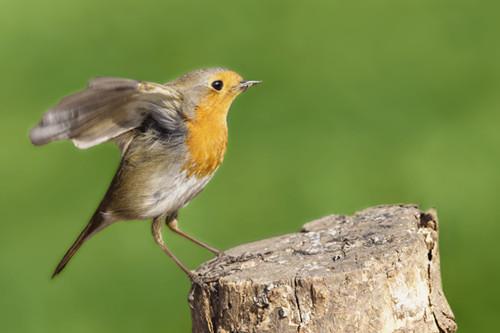 生态眼光看英国:那一只知更鸟,从何处飞来?