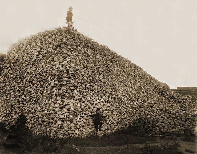 堆积如山的野牛骨等待磨成肥料（1892），来源：“American Bison”, Wikipedia
