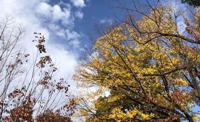 在东京,没有人捡到我的钱包手机