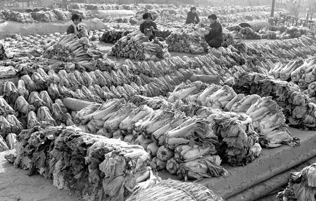 北京冬天，曾有種味道叫冬儲大白菜