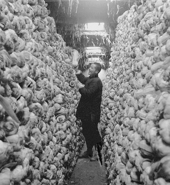 北京冬天，曾有種味道叫冬儲大白菜