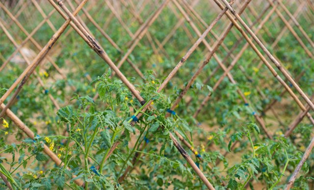 到郊区包菜地，都市生活新时尚！