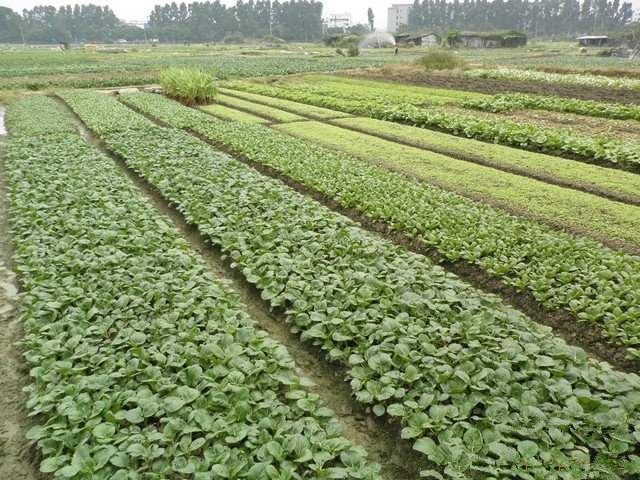 到郊区包菜地，都市生活新时尚！