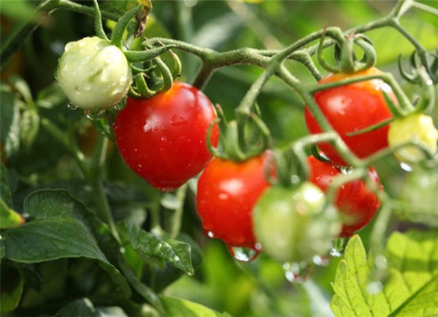 到郊区包菜地，都市生活新时尚！