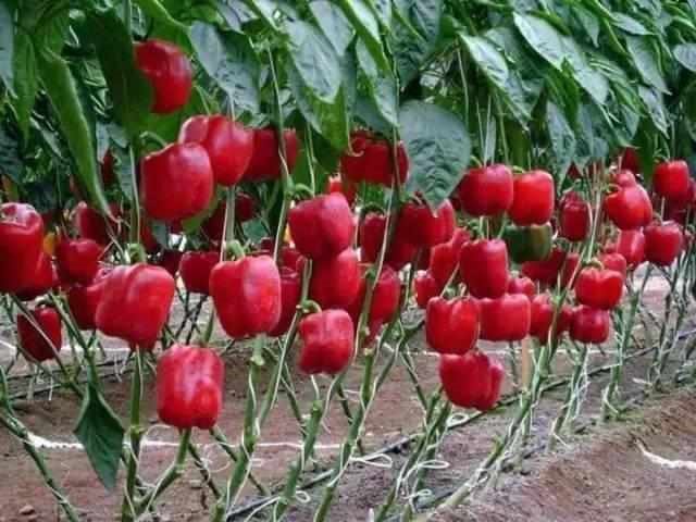 到郊区包菜地，都市生活新时尚！