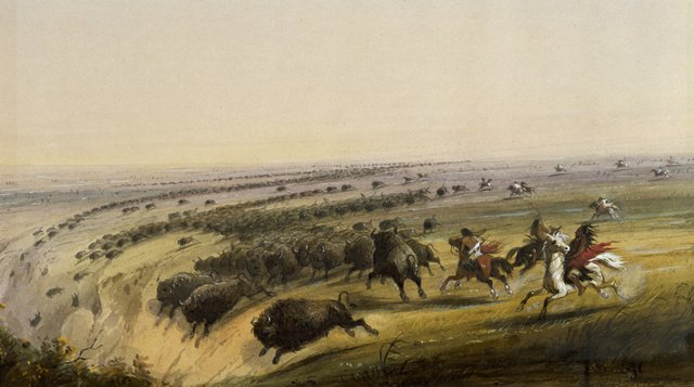 猎杀野牛，来源：“American Bison”, Wikipedia