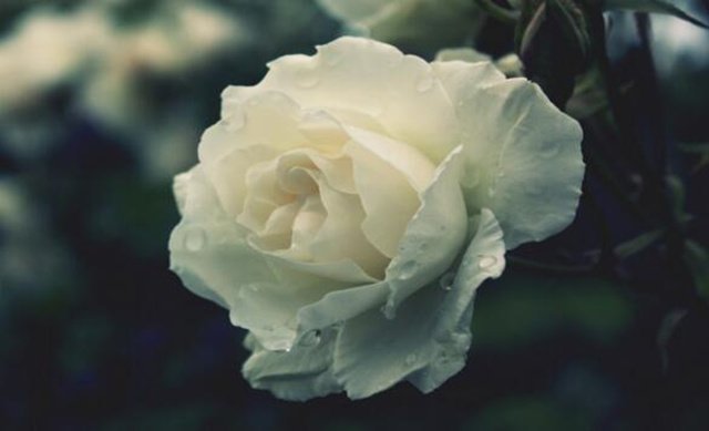 既然死亡無法避免,我們只能微笑著告別