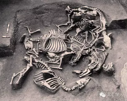 古代动物与人同行的历史