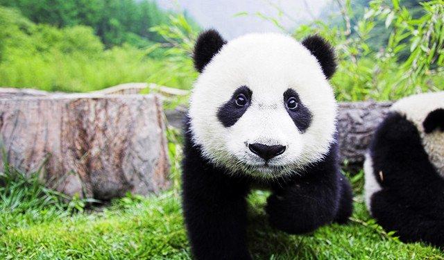 卖萌为生的熊猫如何成为国宝?