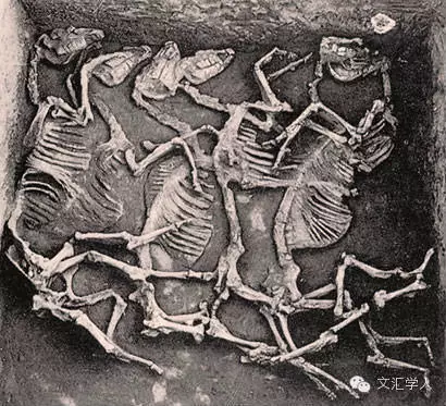 古代动物与人同行的历史