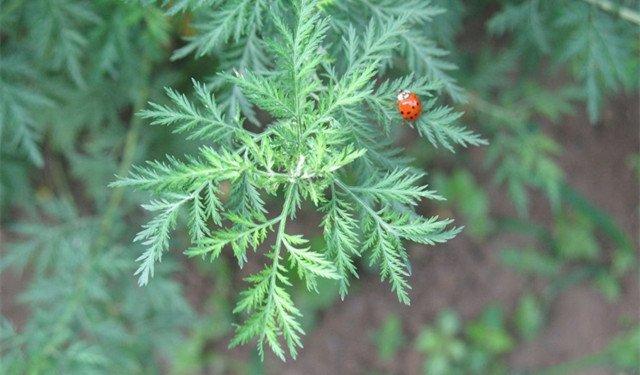 再谈文革时期的农村医疗以及中医的作用