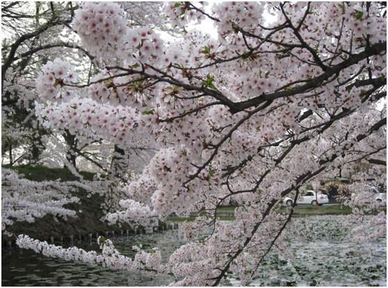 日韩争樱花起源 专家称是中国