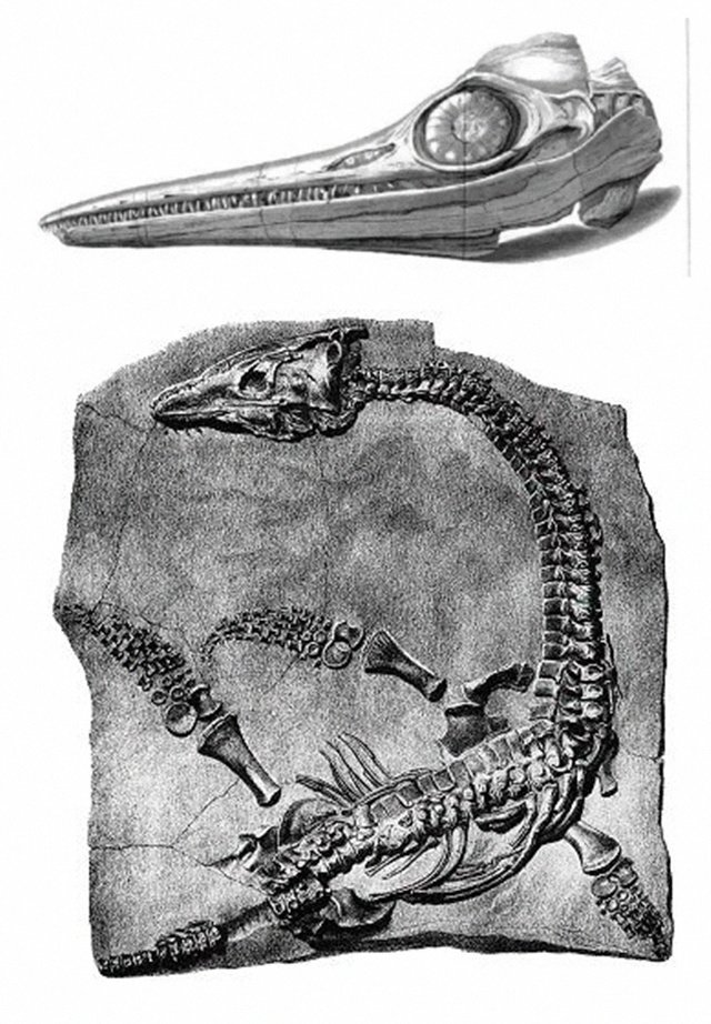 鱼龙的头骨图和幻龙的化石