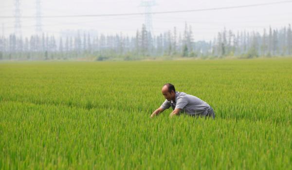 反思杜润生改革:农民组织化难题_文化_腾讯网