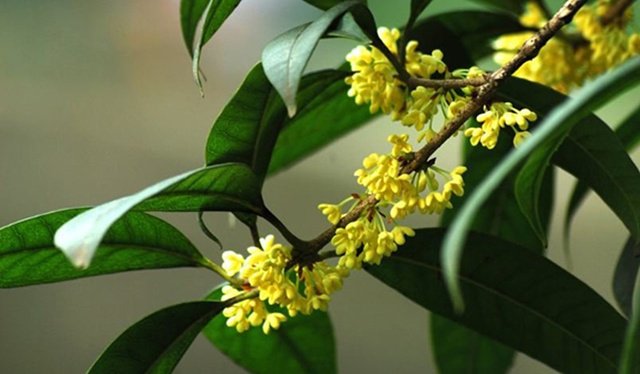 为什么聪明的日本人多喜欢装傻