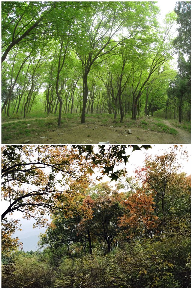 傍晚，徜徉于山中廢寺