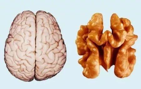 别想着吃啥补啥，好好读书补补脑吧